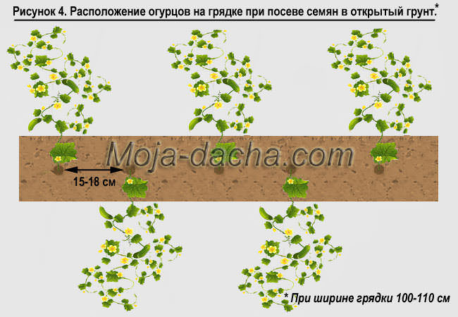 Огурцы в теплице, парнике, открытом грунте: схемы посадки - Моя дача -информационный сайт для дачников, садоводов и огородников