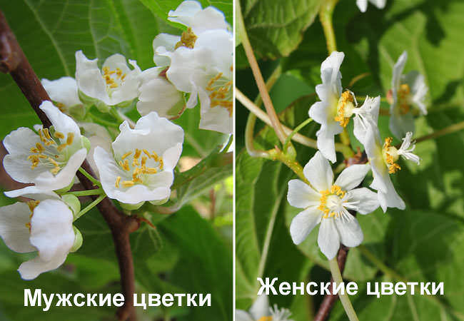 Актинидия коломикта: мужские и женские цветки