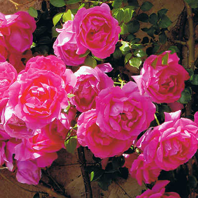 Цветущие лианы фото: плетистые розы
