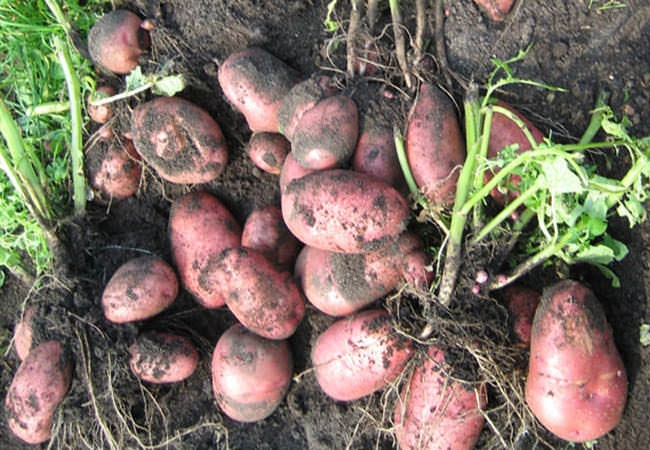 Работы в огороде в сентябре: уборка картофеля