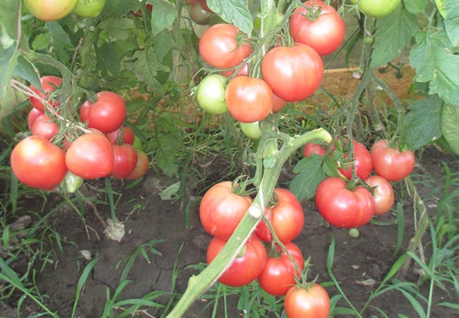 Что делать в огороде в сентябре: сбор томатов