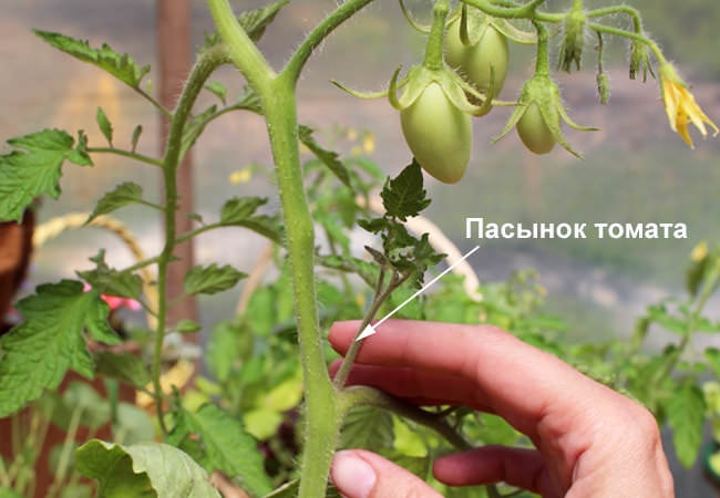 Работы на огороде в августе: прищипывание томатов фото