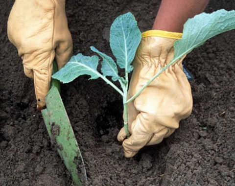 Как вырастить белокочанную капусту из рассады?