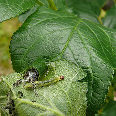 Настои против вредителей: гусеницы фото